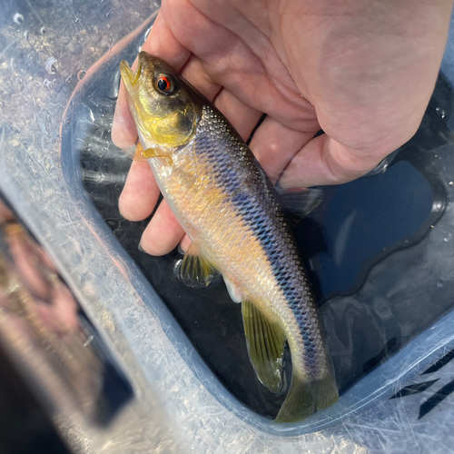 カワムツの釣果