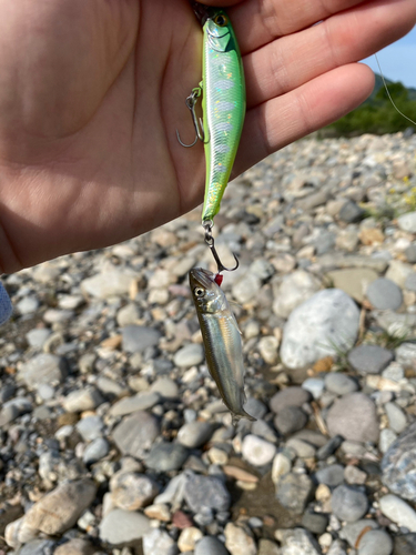 アユの釣果