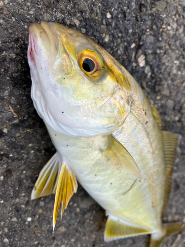 ショゴの釣果