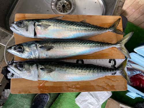 マサバの釣果