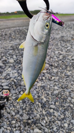 ワカシの釣果