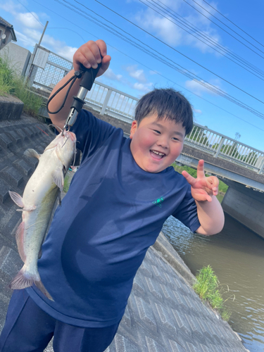 アメリカナマズの釣果