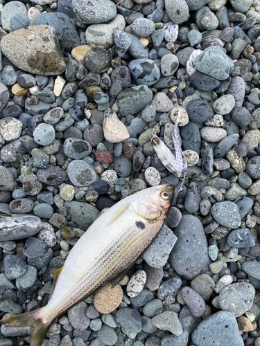 コノシロの釣果