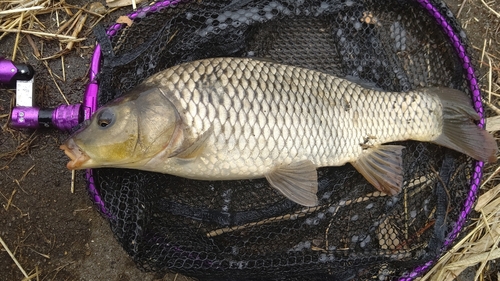 コイの釣果