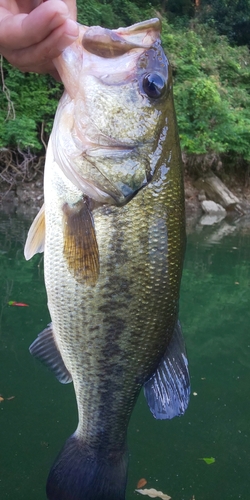 ブラックバスの釣果