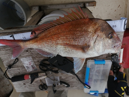 マダイの釣果