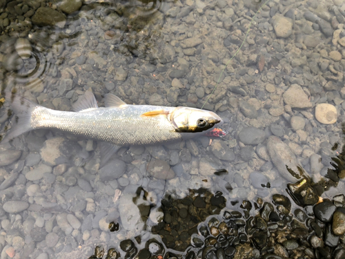 ウグイの釣果