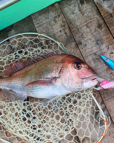 マダイの釣果