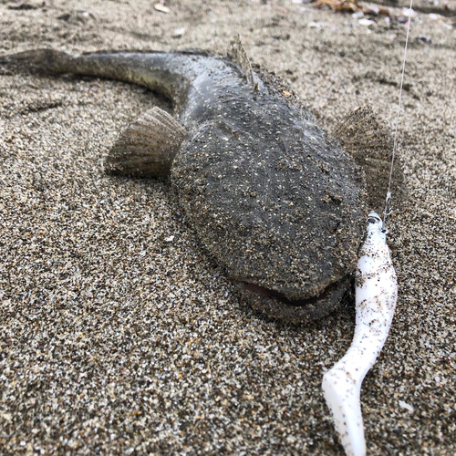 マゴチの釣果