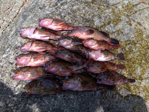 カサゴの釣果