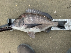 クロダイの釣果