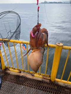 マダコの釣果