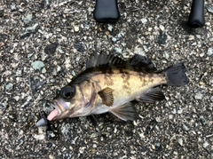 メバルの釣果