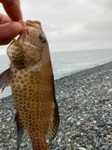 オオモンハタの釣果