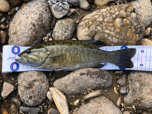 スモールマウスバスの釣果