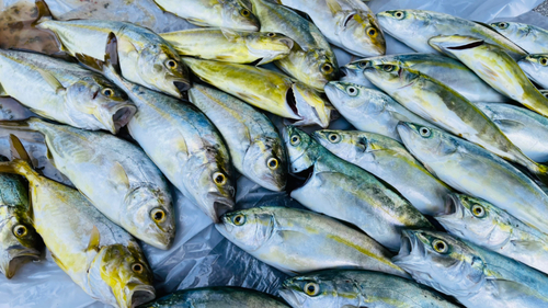 カンパチの釣果