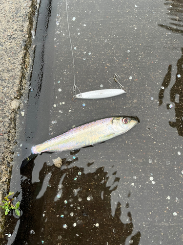 ニシンの釣果