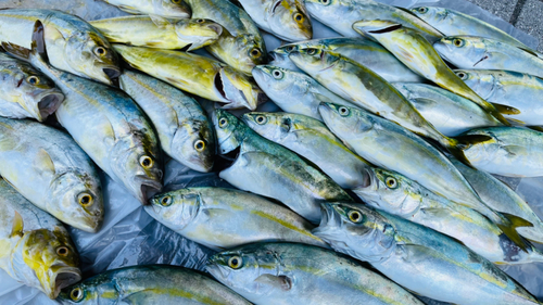 ハマチの釣果