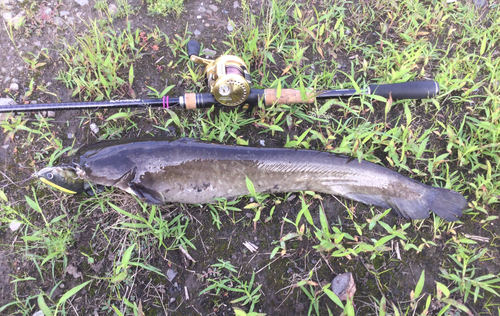 ナマズの釣果