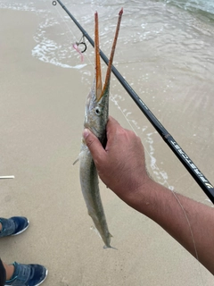 ダツの釣果