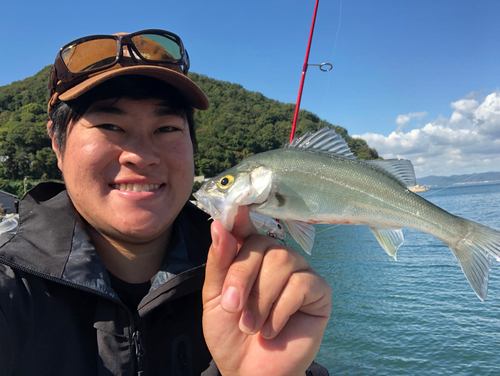 セイゴ（マルスズキ）の釣果