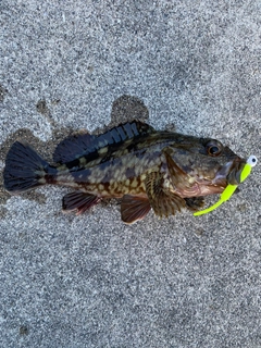 ガシラの釣果