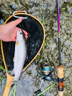 アメマスの釣果