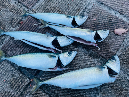 サバの釣果