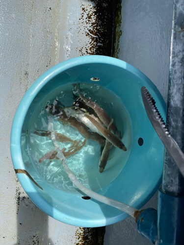 シロギスの釣果