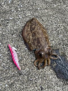 コウイカの釣果