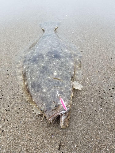 ヒラメの釣果