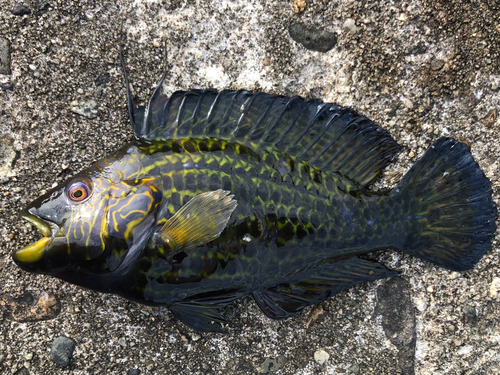 シロギスの釣果