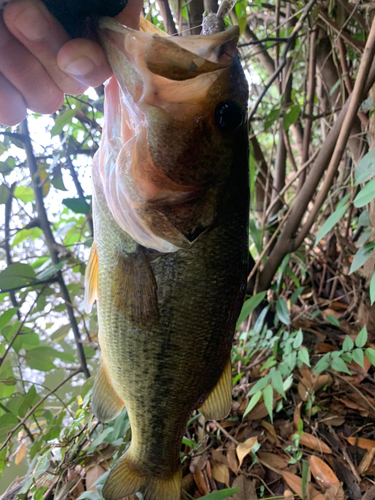 ラージマウスバスの釣果