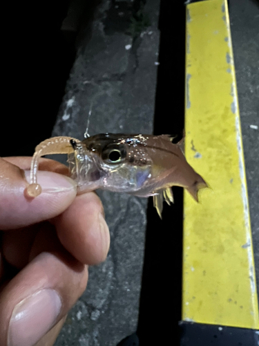 ネンブツダイの釣果