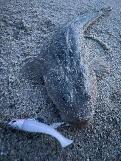 マゴチの釣果