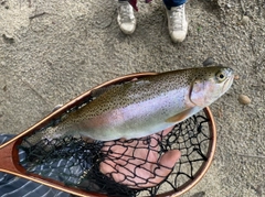 ニジマスの釣果