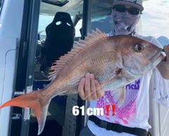 マダイの釣果