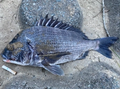 クロダイの釣果