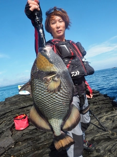 ゴマモンガラの釣果