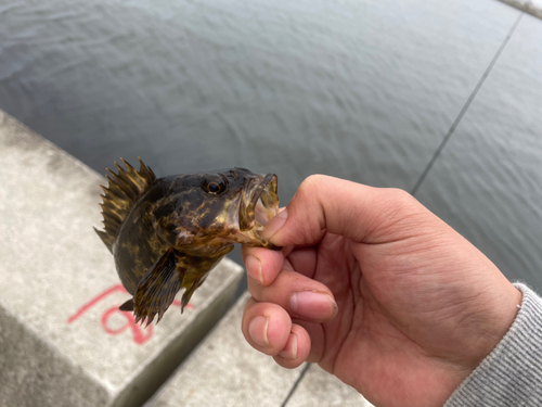 タケノコメバルの釣果