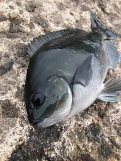 クロの釣果