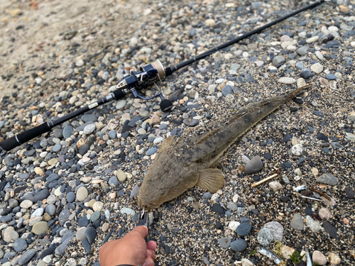 マゴチの釣果