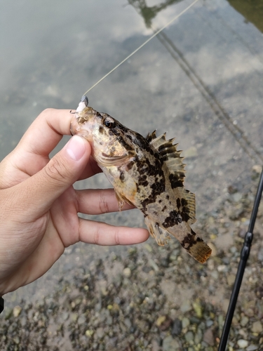 タケノコメバルの釣果