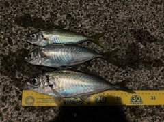 アジの釣果