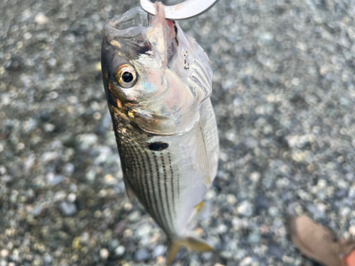 カマスの釣果