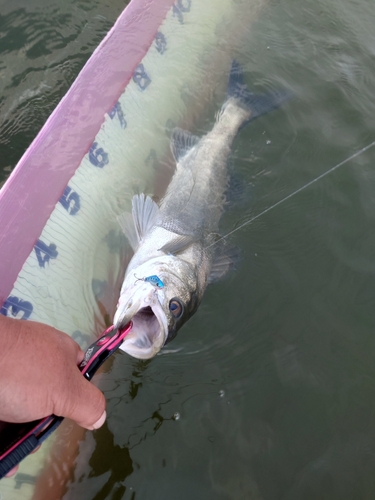 マルスズキの釣果