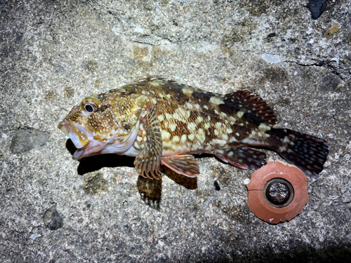 アラカブの釣果