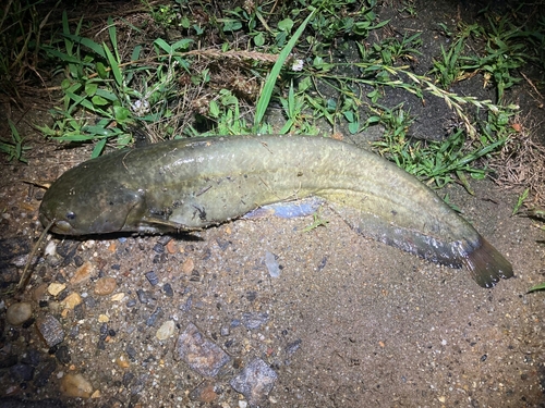 ナマズの釣果