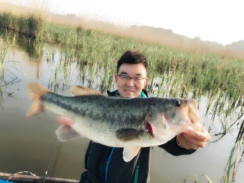 ブラックバスの釣果