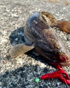 アブラコの釣果